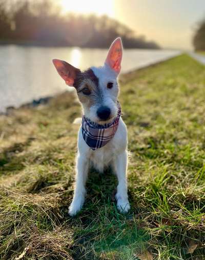 Dogorama Photo Challenge - Tre Chic!-Beitrag-Bild