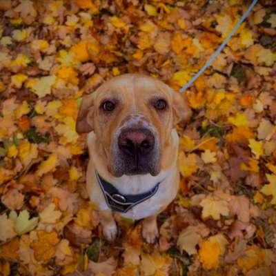Hundetreffen-Spiel- & Gassi-Freund für Lakis gesucht 🐶-Bild