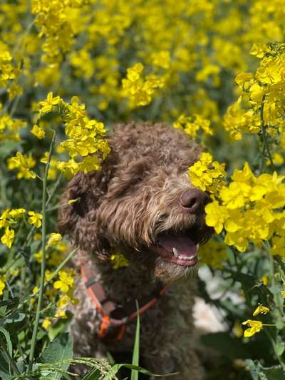 Die Dogorama Kalender Challenge Teil 3/4-Beitrag-Bild