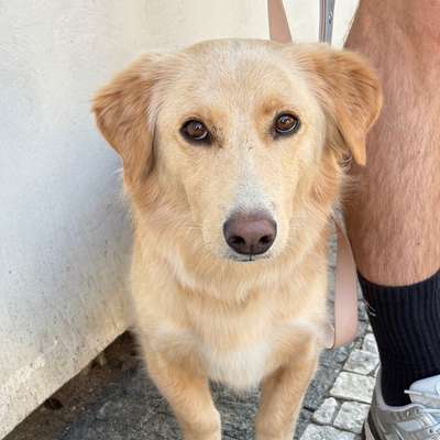 Hundetreffen-Erst Abstand, dann Freundschaft - Baxter sucht Gassifreundd-Bild
