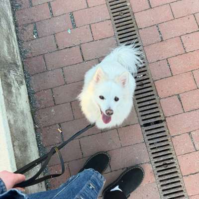 Hundetreffen-Hundefreunde, gemeinsames spielen & spazieren-Bild