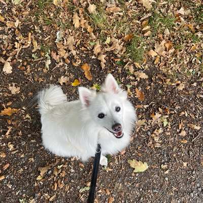 Hundetreffen-Social Walk-Bild