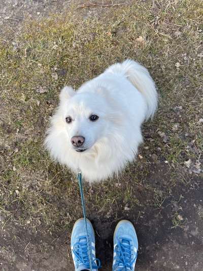 Hundetreffen-Social Walks-Bild