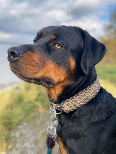 Rottweiler-Beitrag-Bild