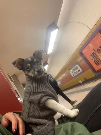 Dansky (Dansk-Svensk Gårdshund)-Beitrag-Bild