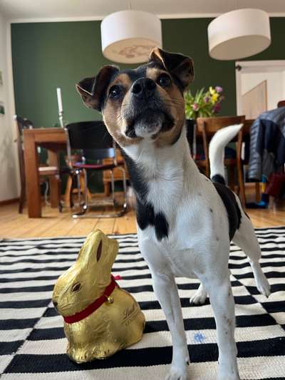 Dansky (Dansk-Svensk Gårdshund)-Beitrag-Bild