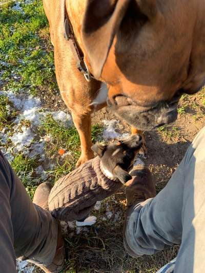 Dansky (Dansk-Svensk Gårdshund)-Beitrag-Bild