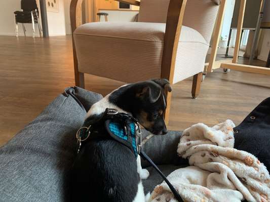 Dansky (Dansk-Svensk Gårdshund)-Beitrag-Bild