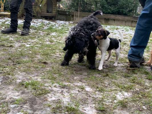 Dansky (Dansk-Svensk Gårdshund)-Beitrag-Bild