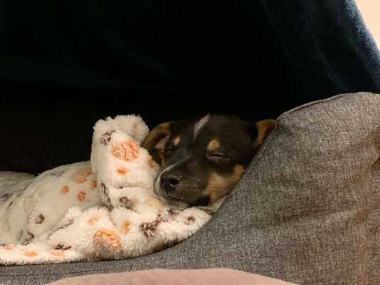 Dansky (Dansk-Svensk Gårdshund)-Beitrag-Bild