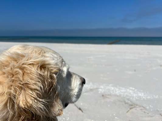 Hundeauslaufgebiet-Hunde/Menschen-Strand Prerow-Bild