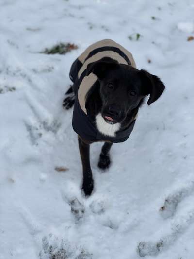 Schnee Foto-Beitrag-Bild