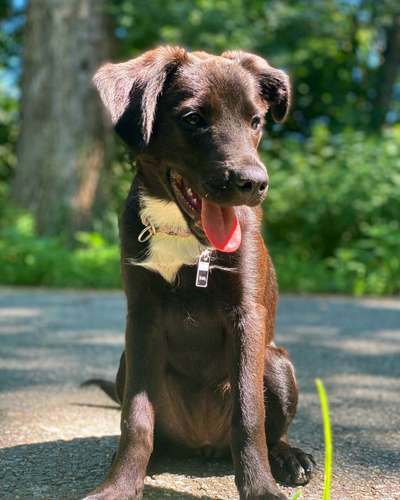 Dogorama Photo Challenge - Portrait-Beitrag-Bild