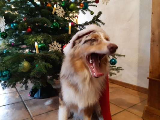 Dogorama Photo Challenge - Weihnachtsbaum-Beitrag-Bild