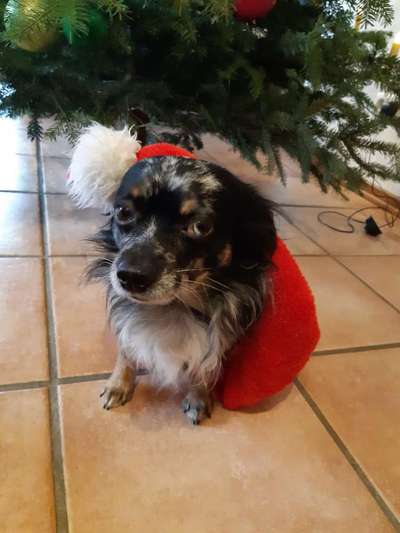 Dogorama Photo Challenge - Weihnachtsbaum-Beitrag-Bild