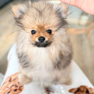 Hundetreffen-Mein 3 Monate alter Maxi ist sehr verspielt und es würde ihm gut tun, mit anderen Welpen in Kontakt-Bild