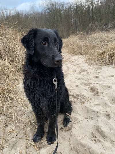 Wo sind die Golden Retriever Liebhaber?-Beitrag-Bild