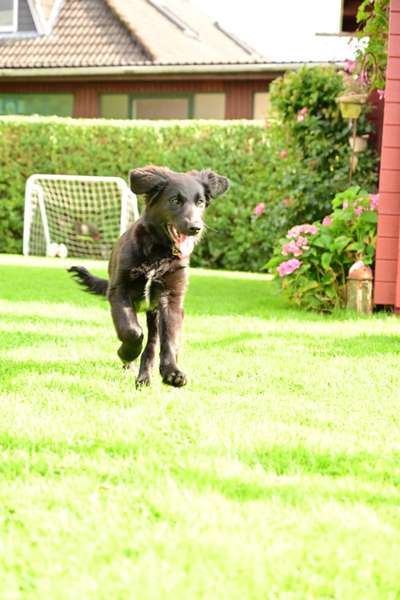 Fotochallenge 66 ~ Rennaction -Zeig deinen Hund im Lauf-Beitrag-Bild