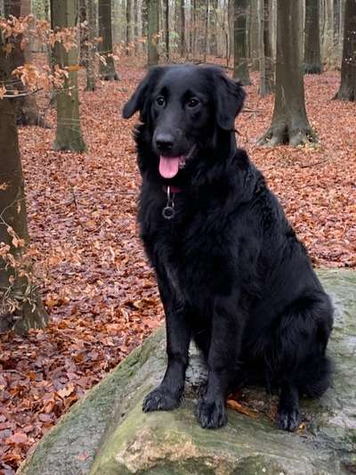 Hunderunde-Beitrag-Bild