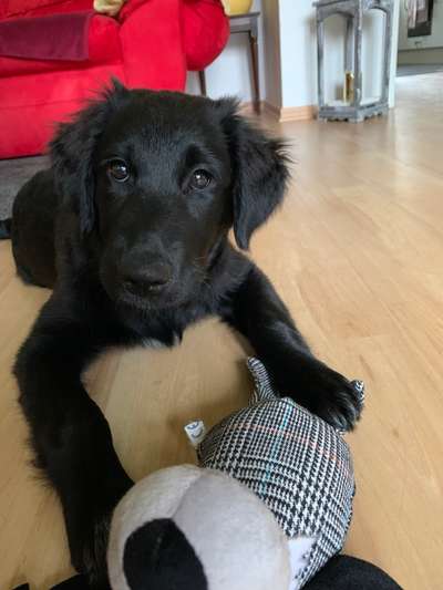 Welpen Bilder !-Beitrag-Bild