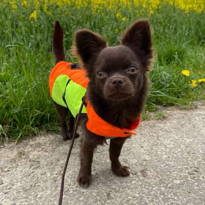 Hundetreffen-Davie sucht kleine Gassi-Partner-Bild