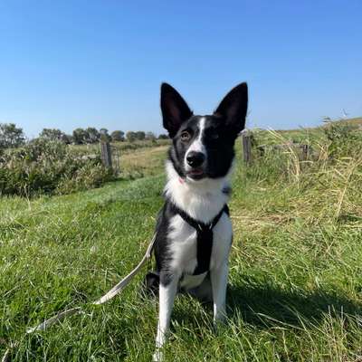 Hundetreffen-Charlet sucht Freunde-Bild