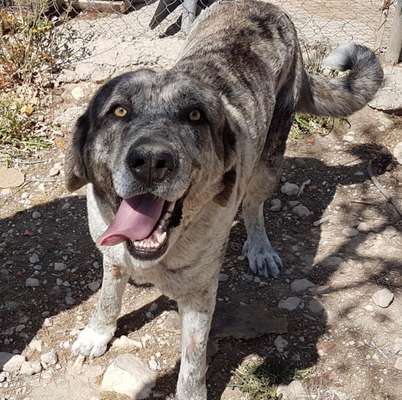 Handy Foto Challange Nr. 46  Happy Dog-Beitrag-Bild