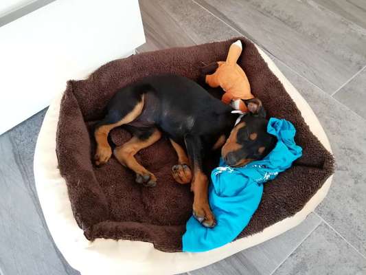 Welpen Bilder !-Beitrag-Bild