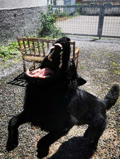 Fotochallenge Nr. 47 - Zeigt die Zähne-Beitrag-Bild