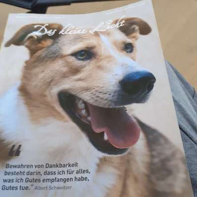 Tierschutzvereine-Beitrag-Bild