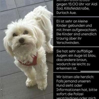 Entlaufene, Gefundene und Vermisste Hunde-Beitrag-Bild