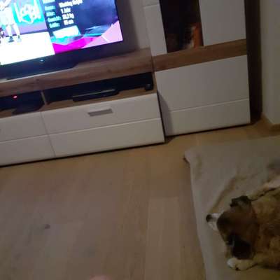 Top Dog-der Live Ticker Thread-Beitrag-Bild