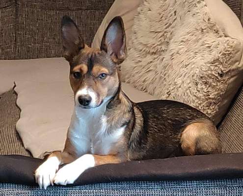 Hundetreffen-Gleich um 10.30-11h...toben un gassi-Bild