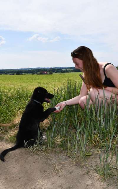 Dogorama Blog Challenge: Hundetricks-Beitrag-Bild