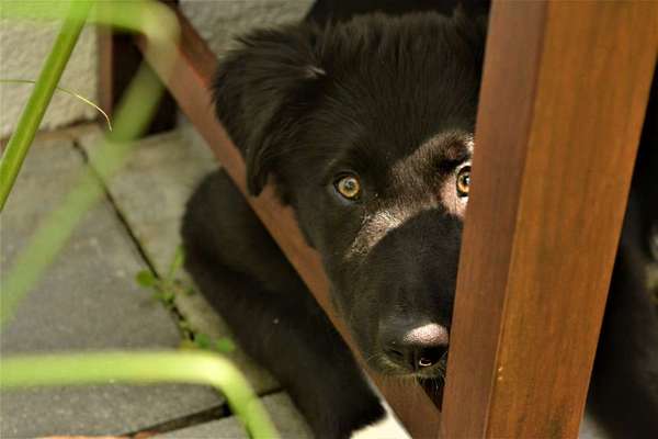 Die Dogorama Kalender Challenge Teil 3/4-Beitrag-Bild