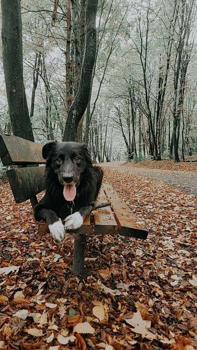 Dogorama Photo Challenge - Gassipause-Beitrag-Bild