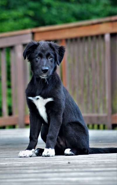 Welpen Bilder !-Beitrag-Bild