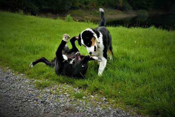 FOTO CHALLENGE 77 - Dein Hund im Spiel-Beitrag-Bild