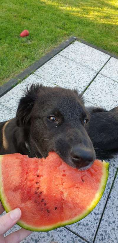 Fotochallenge Guten Appetit! Dein Hund beim futtern-Beitrag-Bild