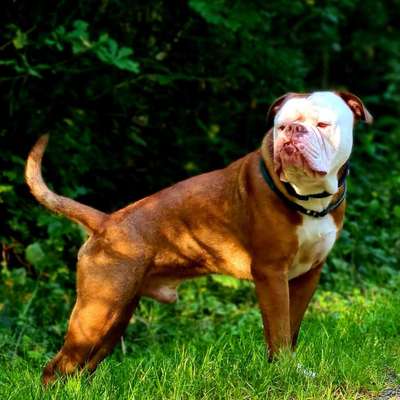 Olde English Bulldogge-Beitrag-Bild