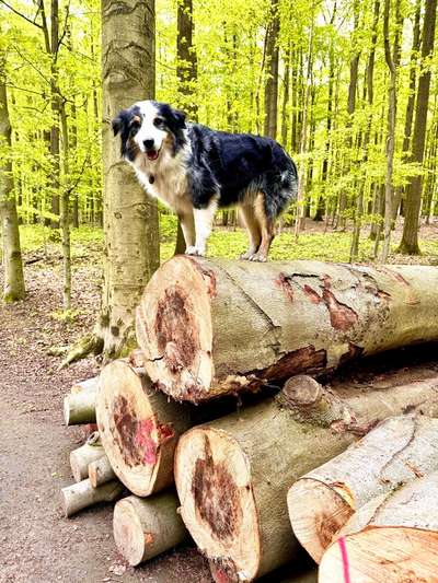 Hundetreffen-Socialwalk oder Freilauf Spaziergang-Bild