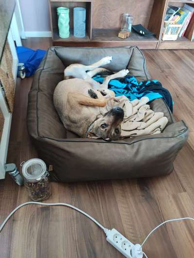 wachsame Hunderassen-Beitrag-Bild