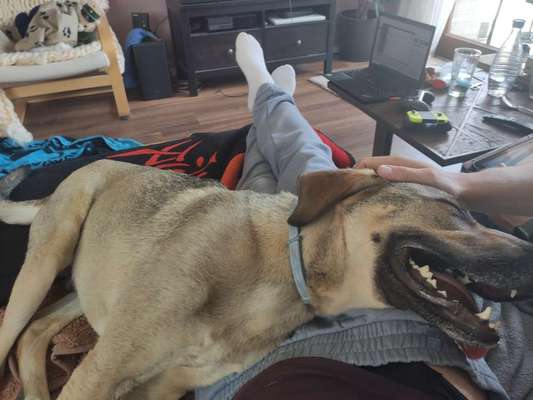 Auslandstierschutz-Beitrag-Bild