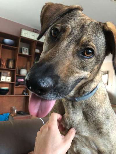 TierschutzhundeStammtisch🐕-Beitrag-Bild