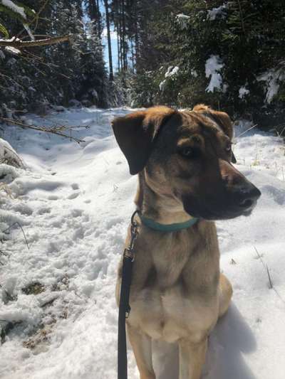 Austausch und Bilder unserer Schäferhund-Labrador mischlinge-Beitrag-Bild