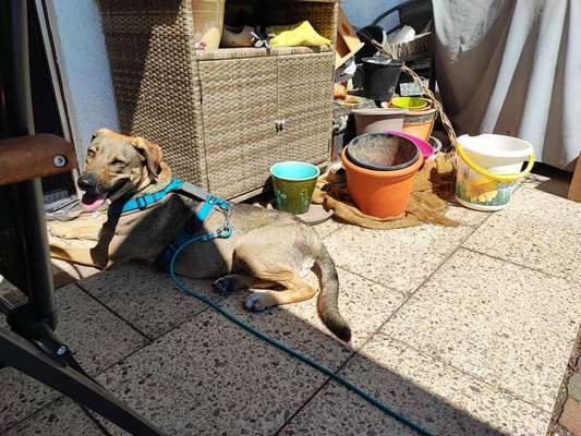 Labradorfans-Beitrag-Bild