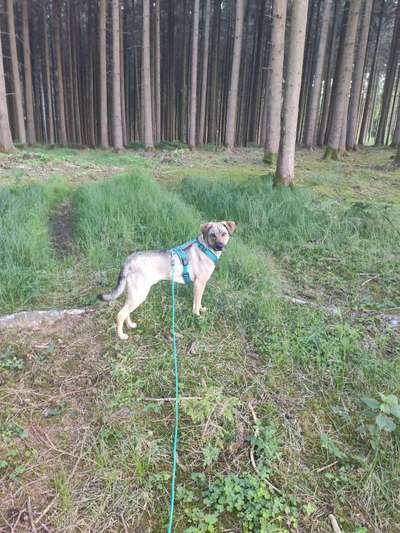 Mischlinge raten - Rätselspaß-Beitrag-Bild