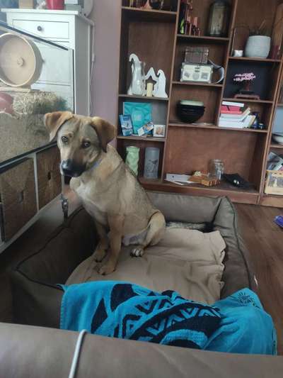 Mischlingshunde Foto Aufruf-Beitrag-Bild