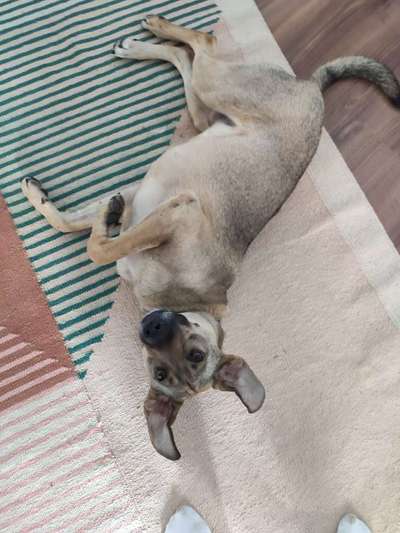 Mischlinge raten - Rätselspaß-Beitrag-Bild