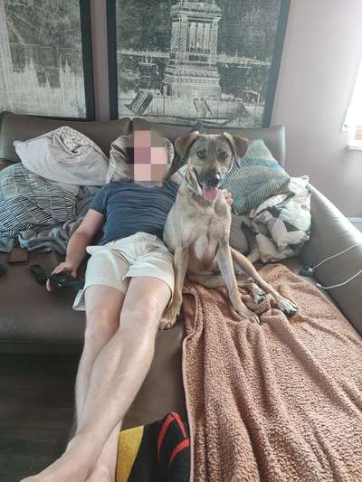 Wie kamt ihr auf die Rasse eures Hundes?-Beitrag-Bild